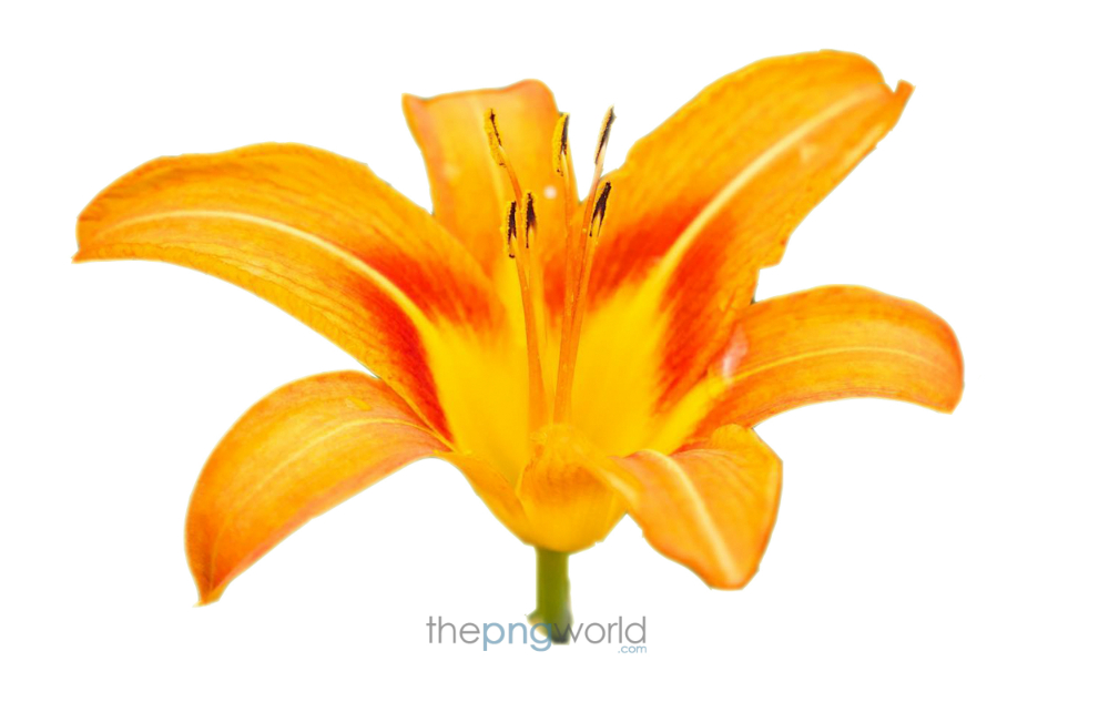 Yellow Lily Flower Transparent PNG Image in HD yellow flower,flower, flower for banner. HD flower,wallpaper,transparent flower image,flower photo,lily flower